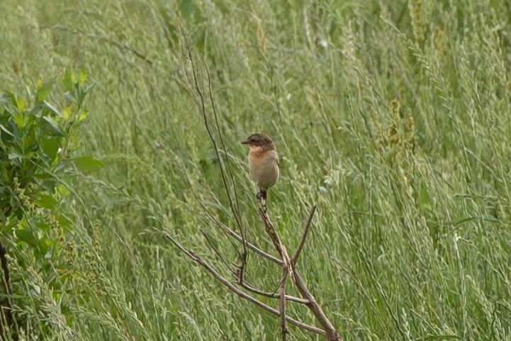 Amur Stonechat - ML634411986