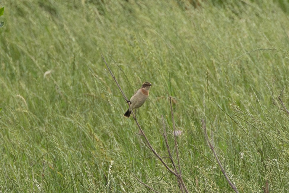 Amur Stonechat - ML634411987