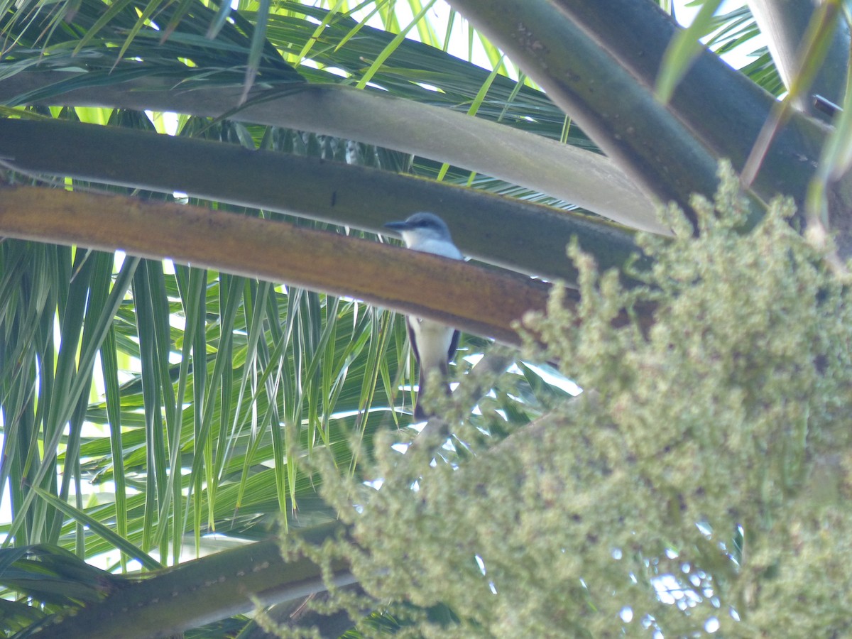 Gray Kingbird - ML634412096