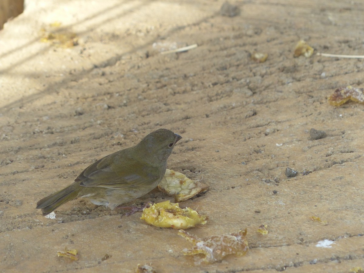 Black-faced Grassquit - ML634412115