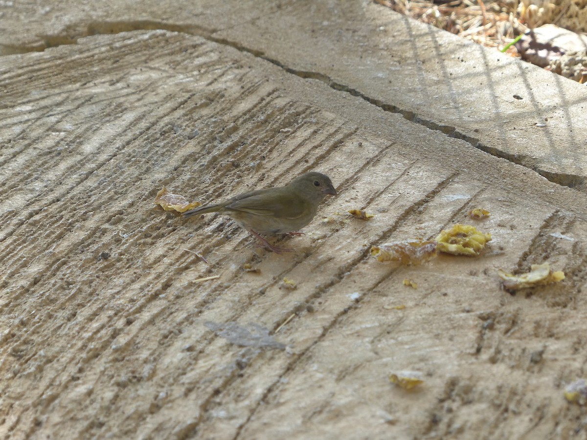 Black-faced Grassquit - ML634412117