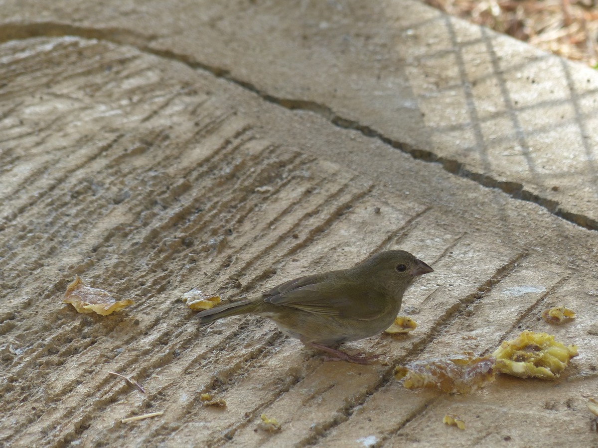 Black-faced Grassquit - ML634412119