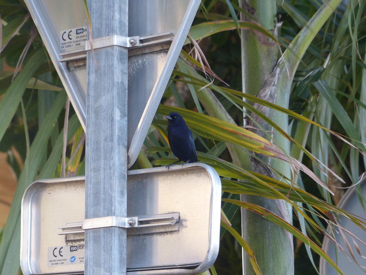 Shiny Cowbird - ML634412161