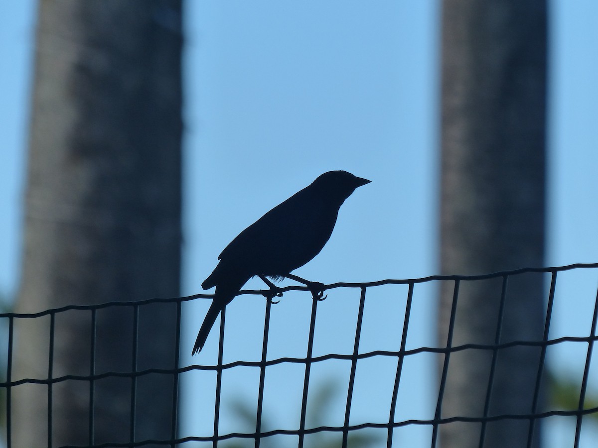 Shiny Cowbird - ML634412162