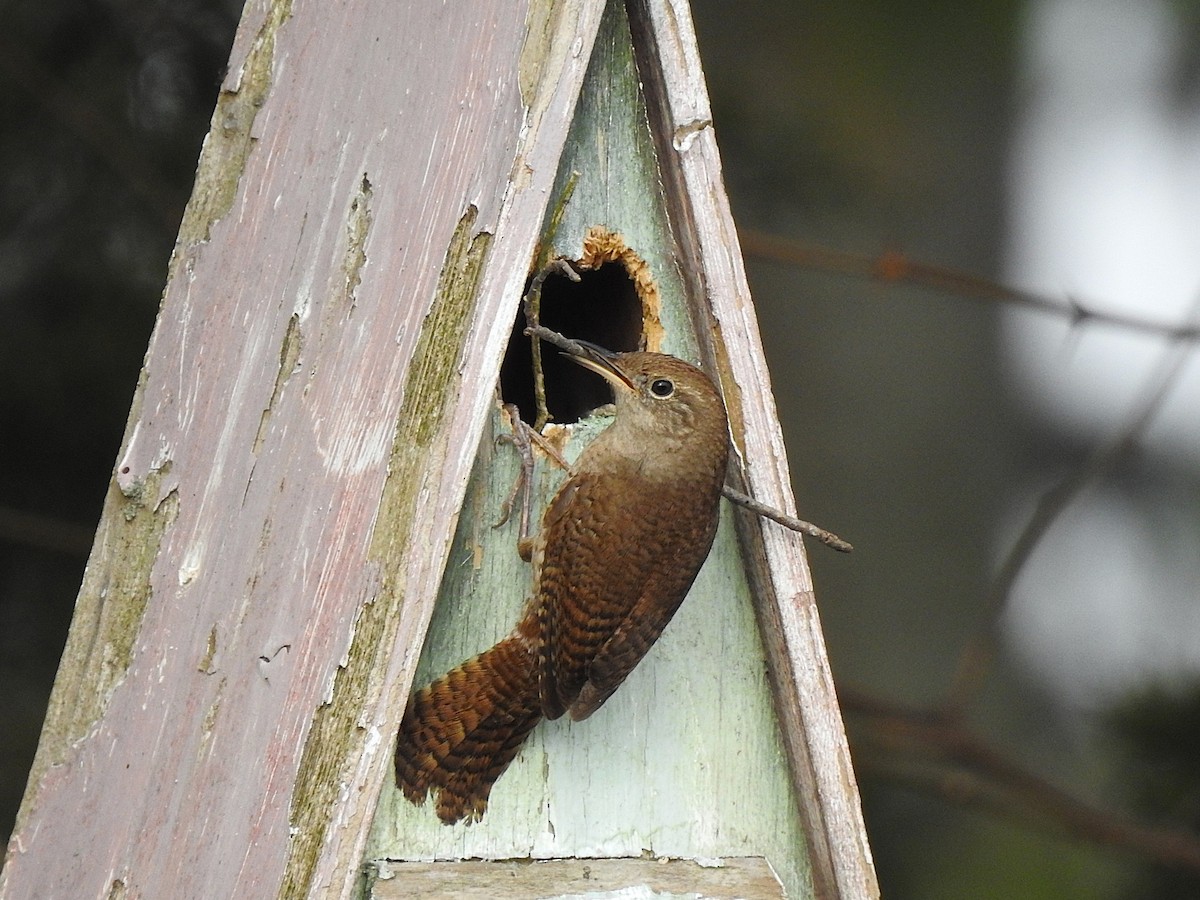 Northern House Wren - ML634412348