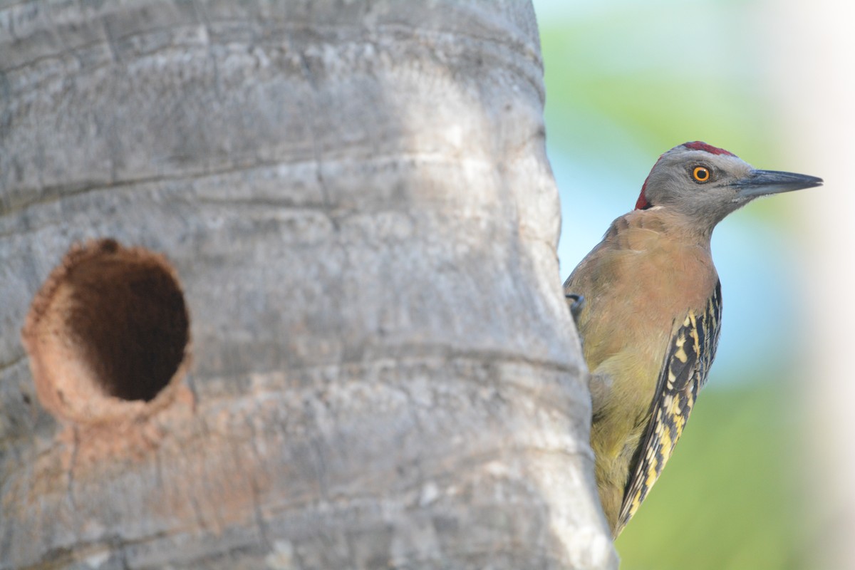 Hispaniolan Woodpecker - ML634412442