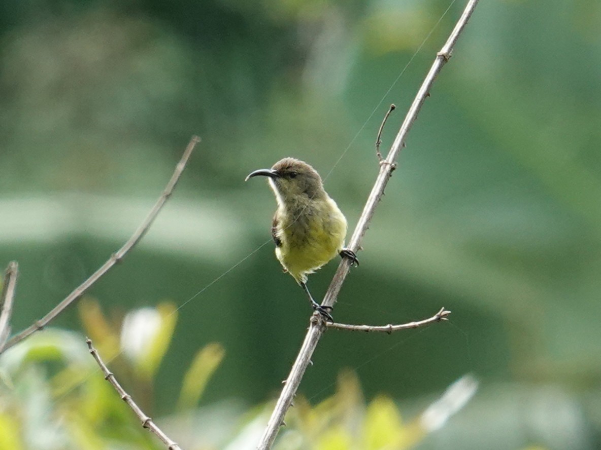 Collared Sunbird - ML634412454