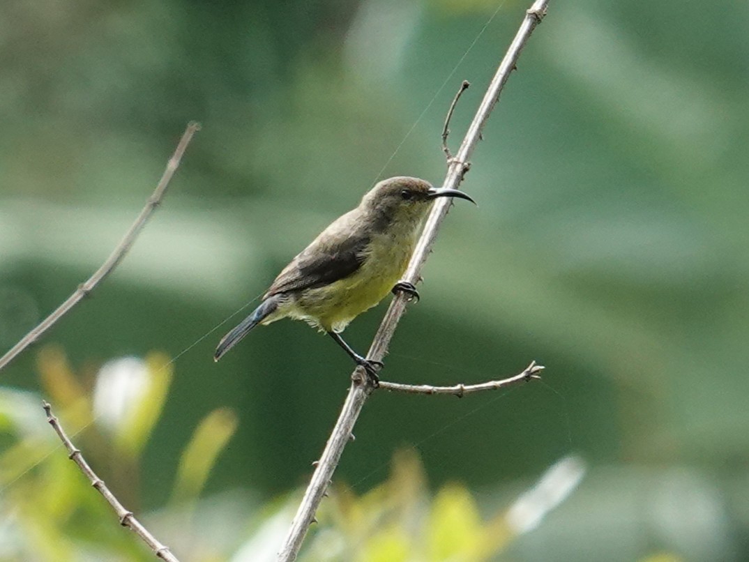 Collared Sunbird - ML634412455