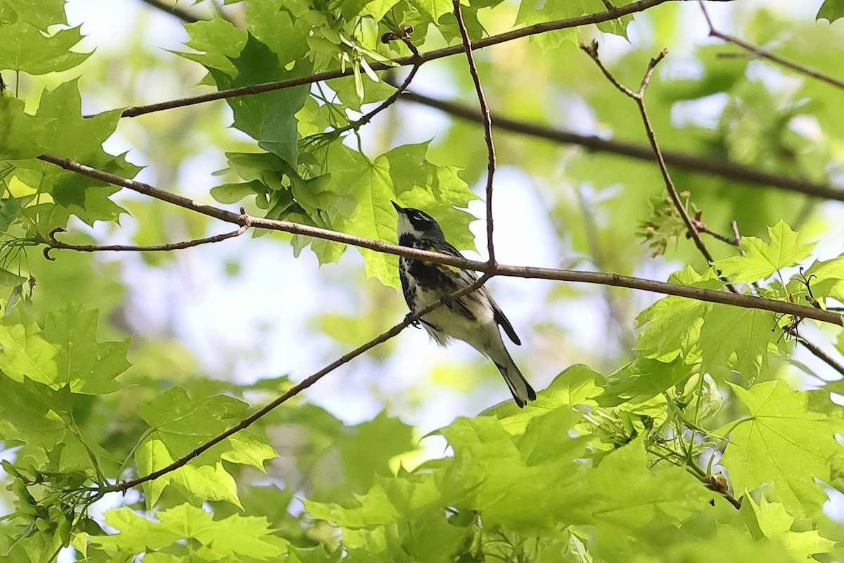 Yellow-rumped Warbler - ML634412602