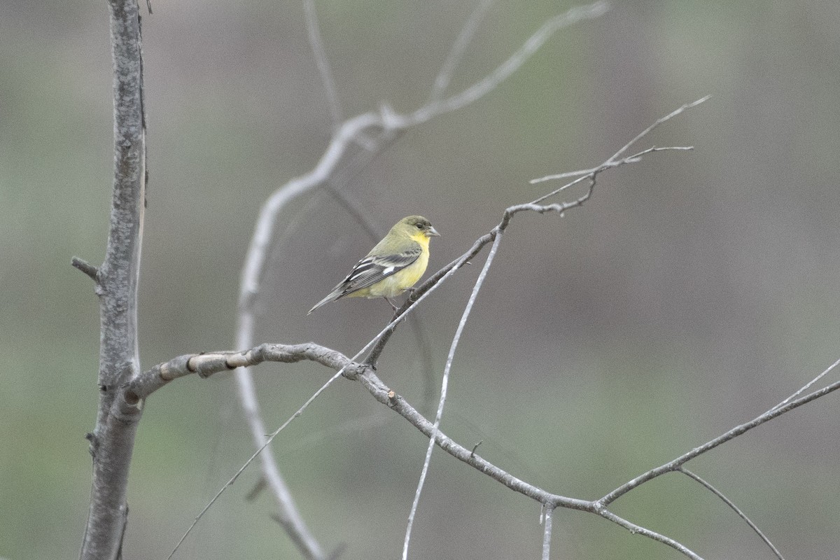 Lesser Goldfinch - ML634412603