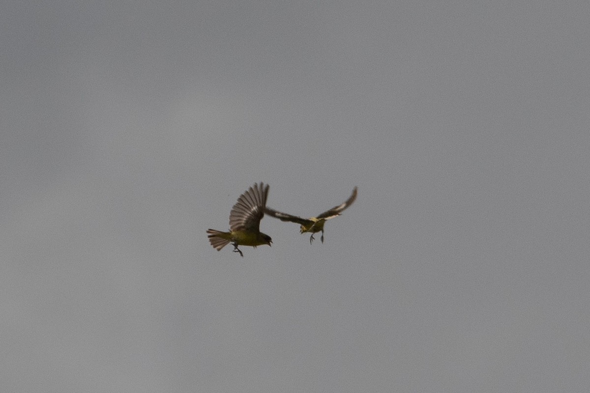 Lesser Goldfinch - ML634412604