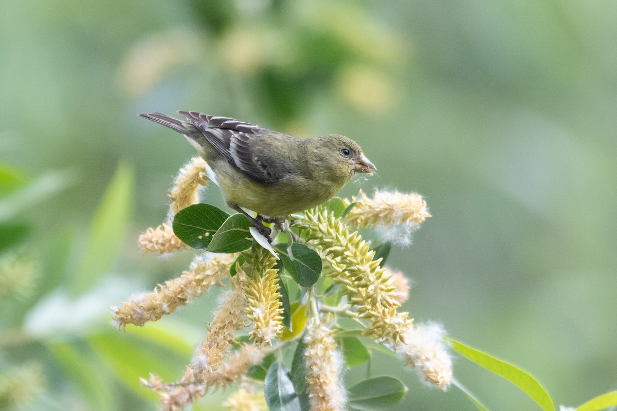 Lesser Goldfinch - ML634412605