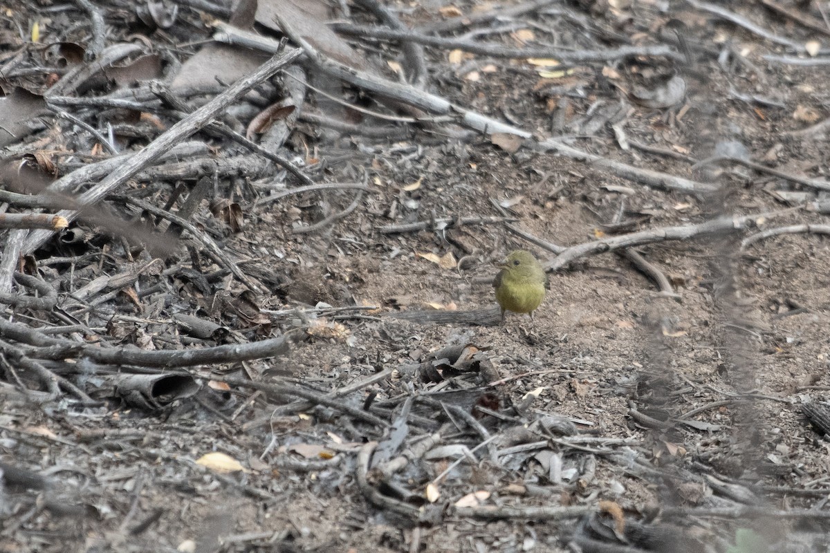 Lesser Goldfinch - ML634412606