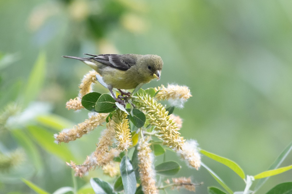 Lesser Goldfinch - ML634412607