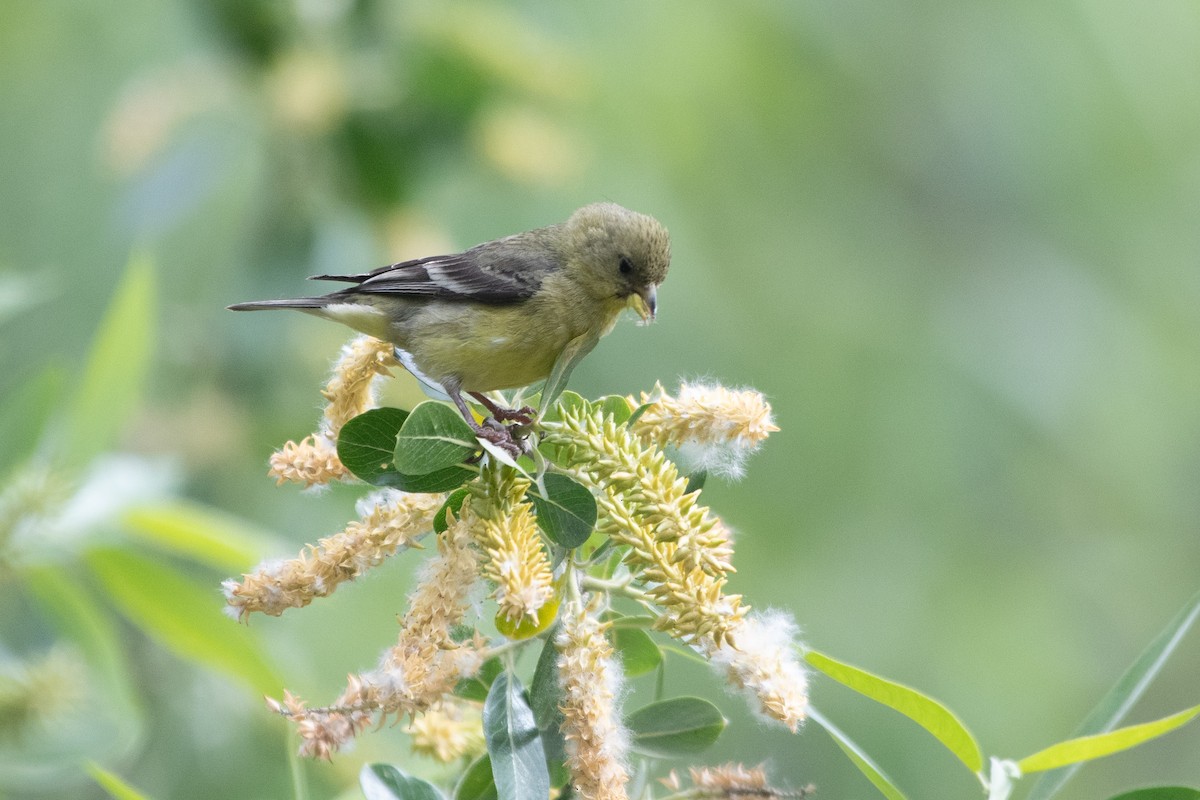 Lesser Goldfinch - ML634412608