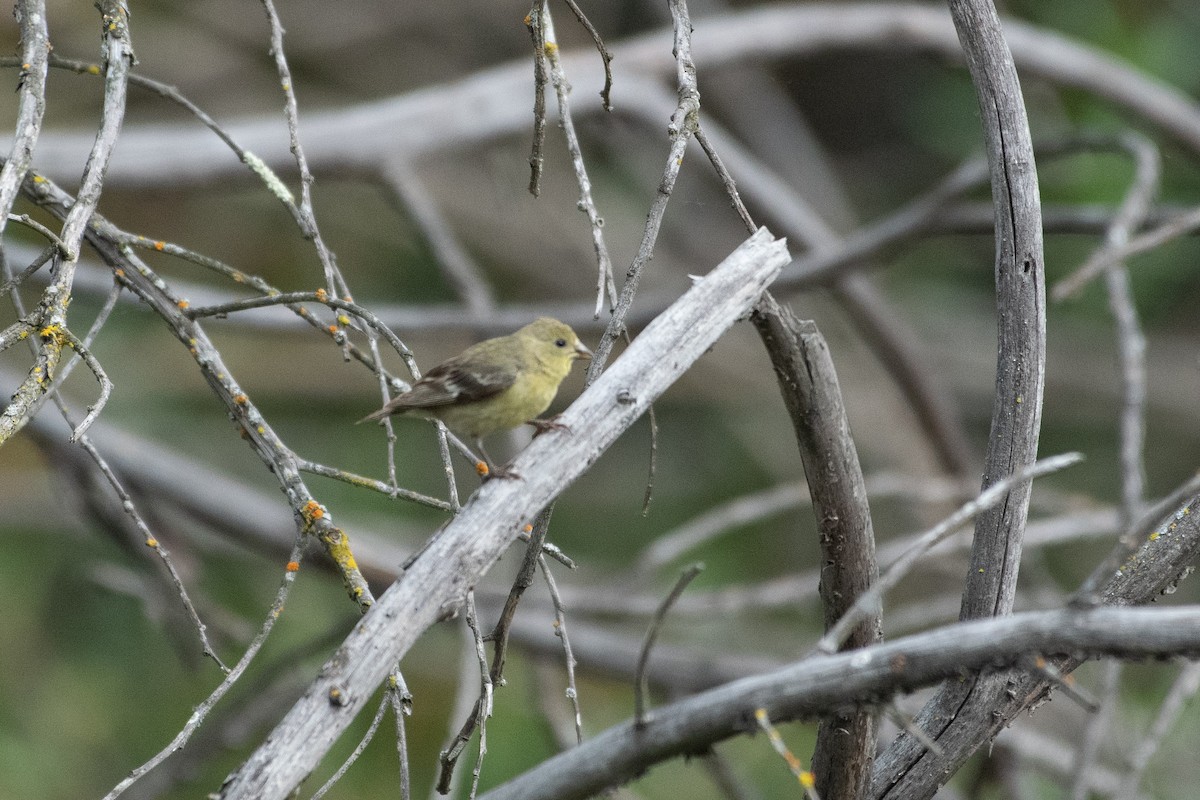 Lesser Goldfinch - ML634412609