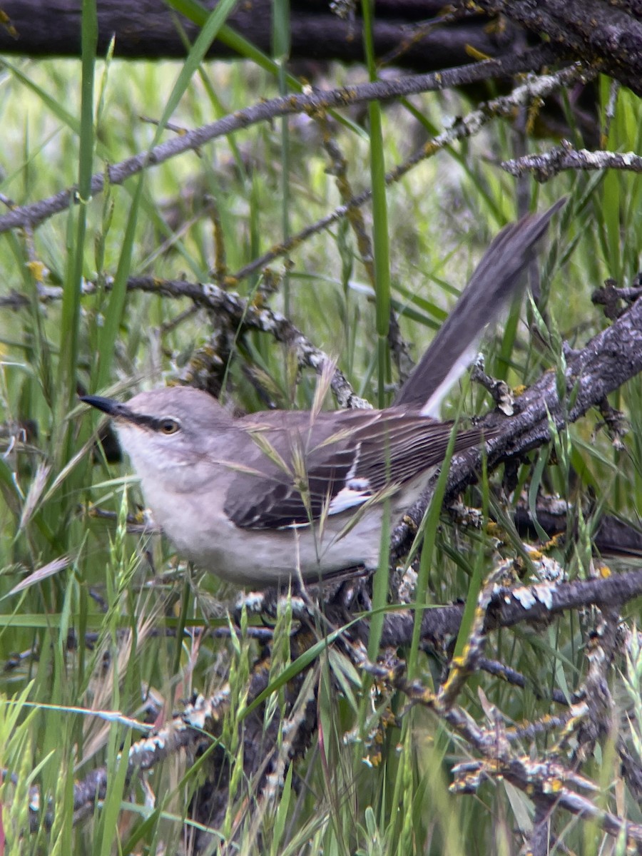 Northern Mockingbird - ML634412610