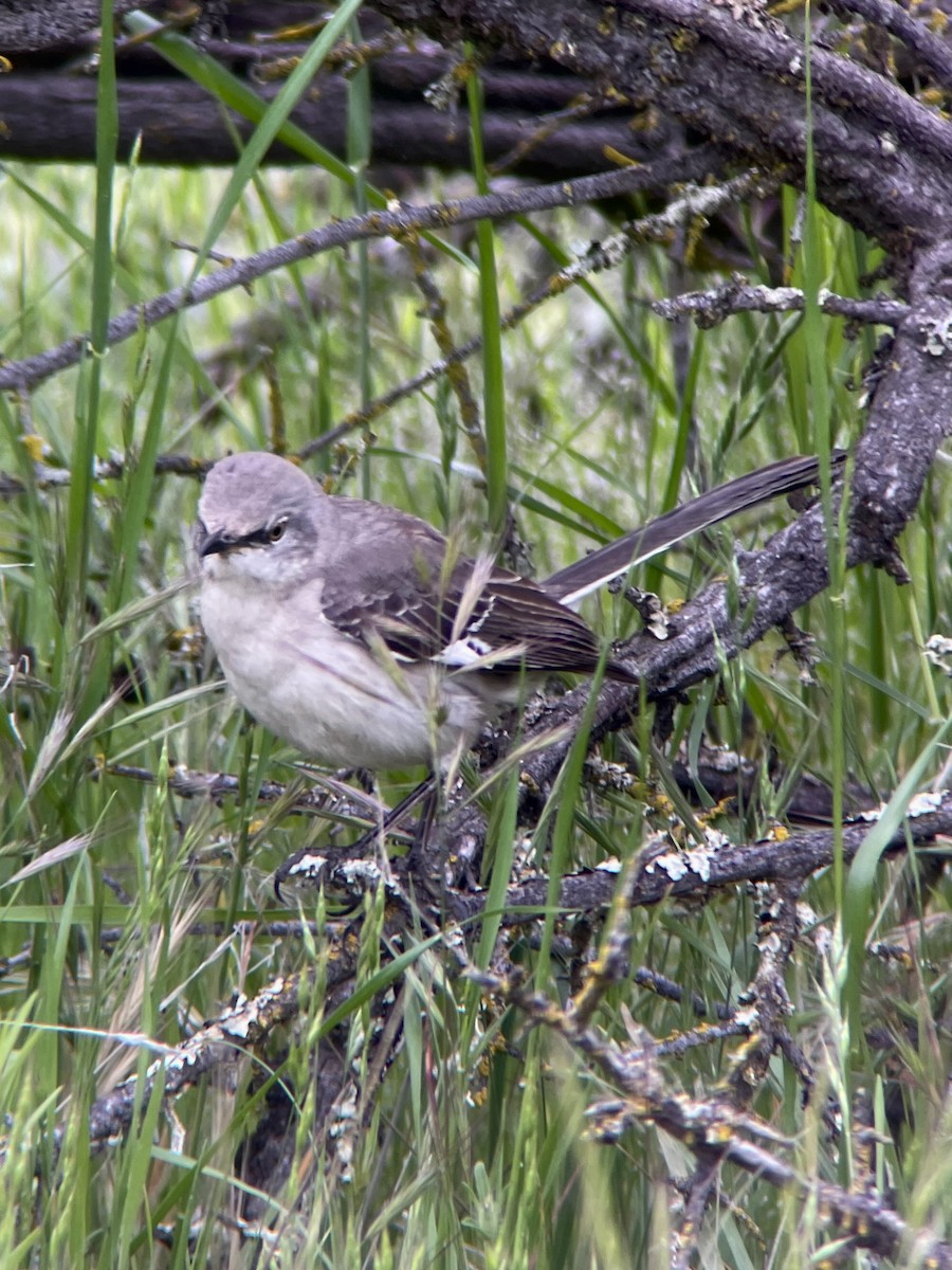 Northern Mockingbird - ML634412611