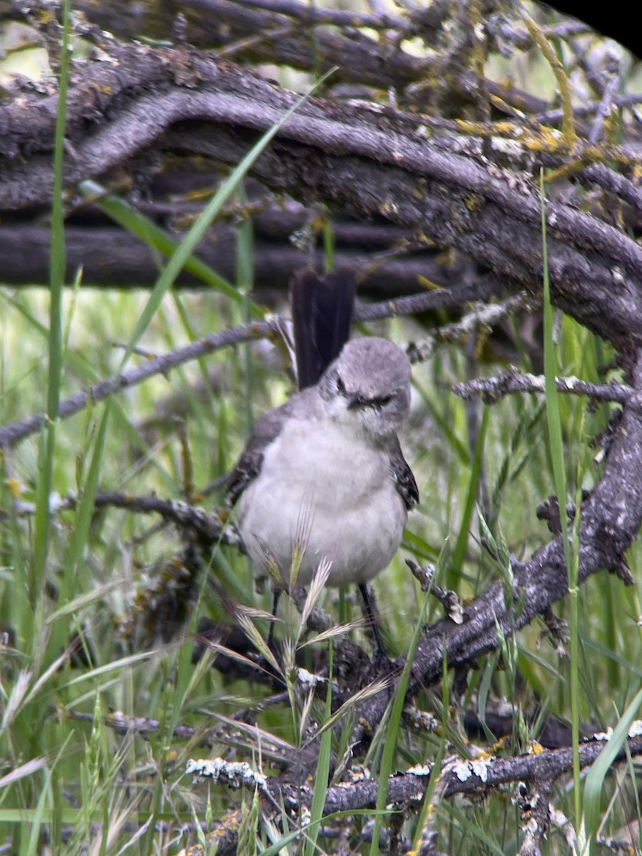 Northern Mockingbird - ML634412612