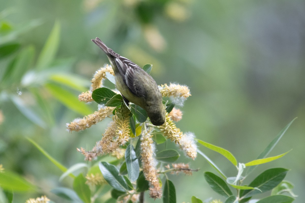 Lesser Goldfinch - ML634412613