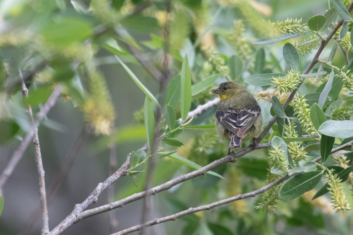 Lesser Goldfinch - ML634412614