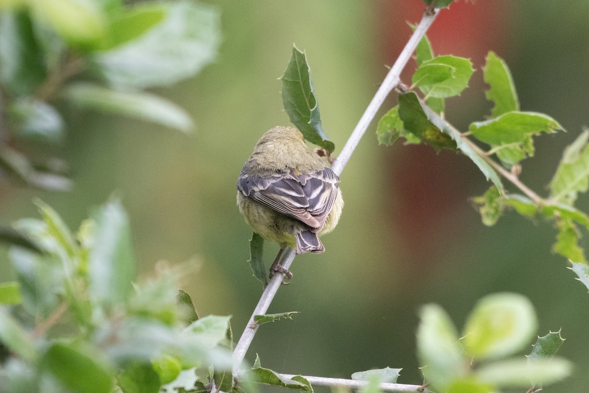 Lesser Goldfinch - ML634412615