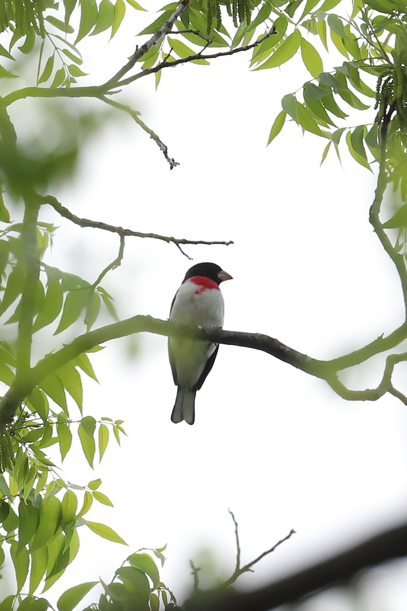 Rose-breasted Grosbeak - ML634412619