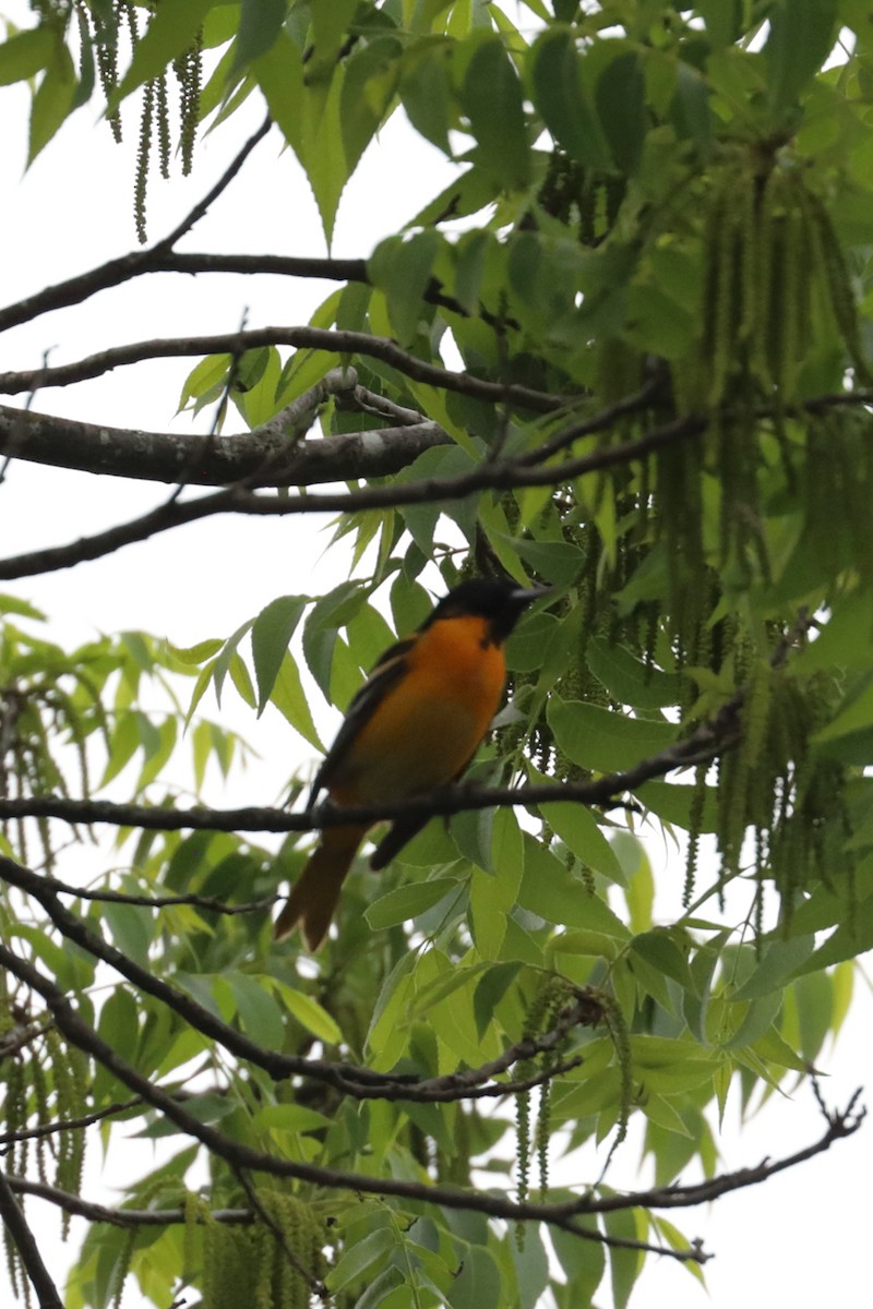 Baltimore Oriole - ML634412629