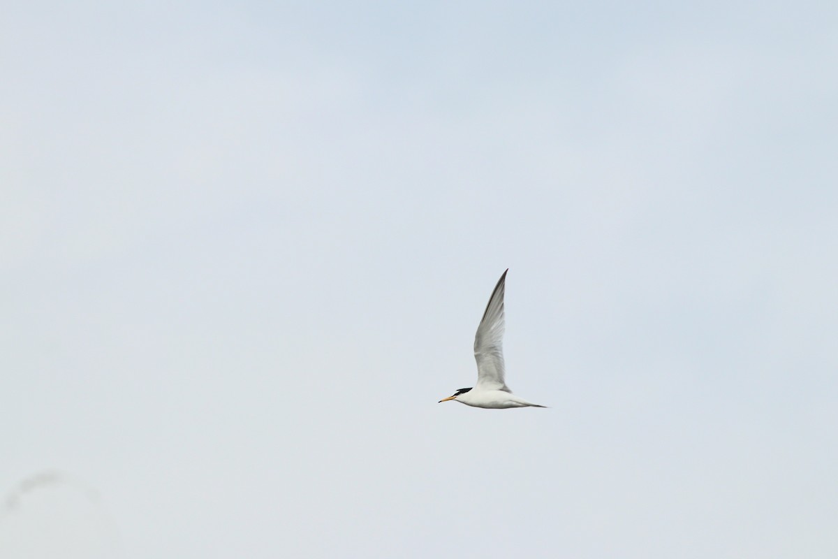Txenadatxo arrunta - ML634412633