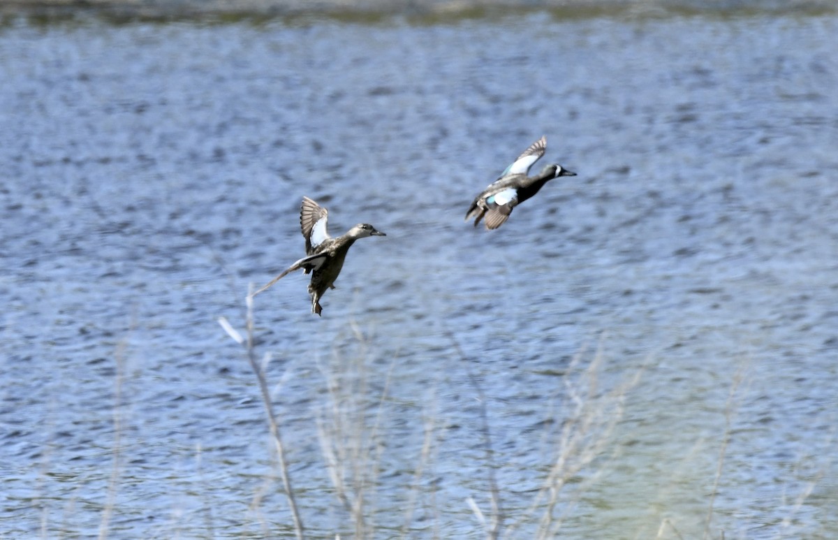 Blue-winged Teal - ML634412639