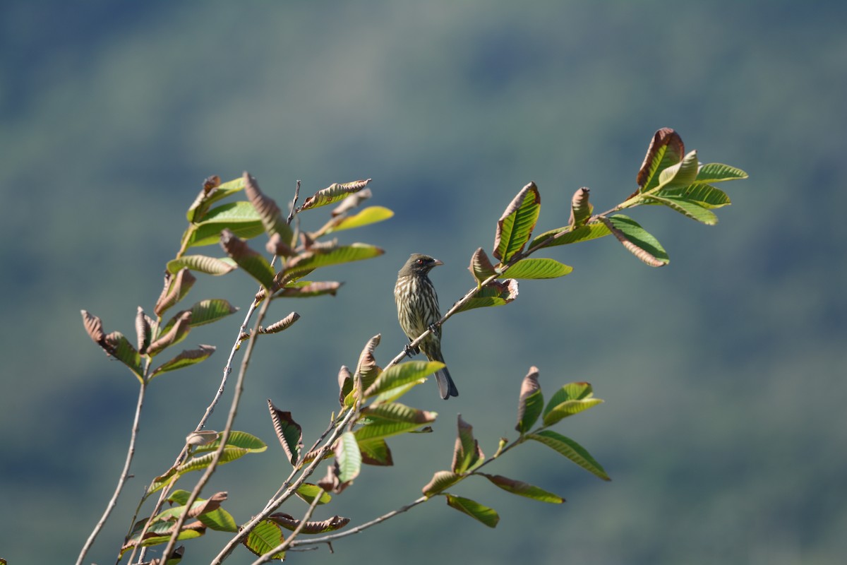 Palmchat - ML634412721