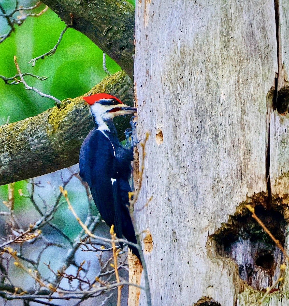 Pileated Woodpecker - ML634412816