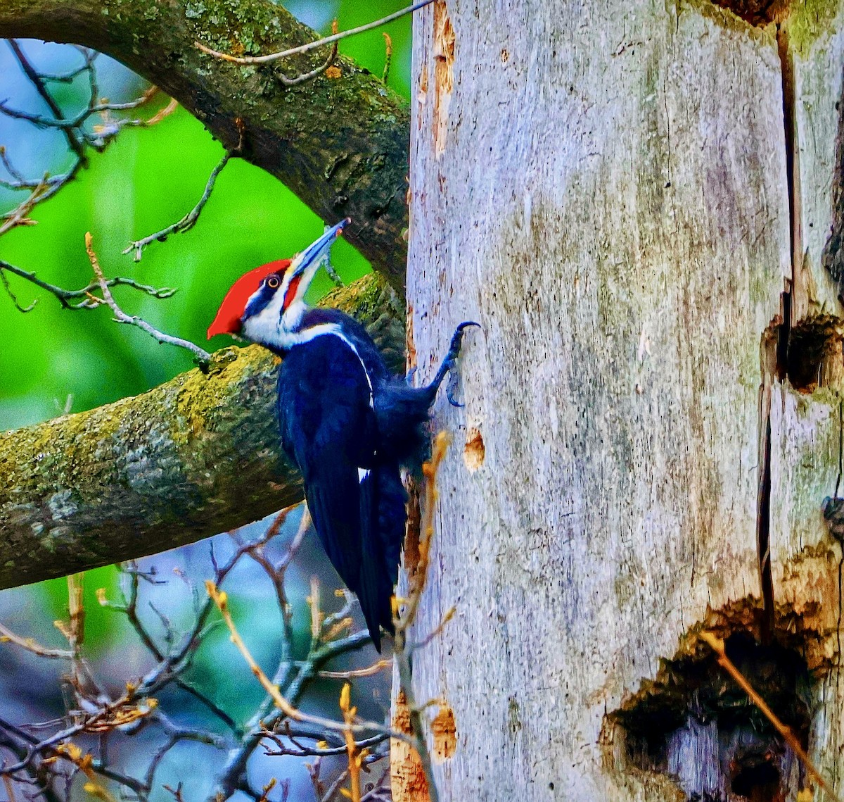 Pileated Woodpecker - ML634412817