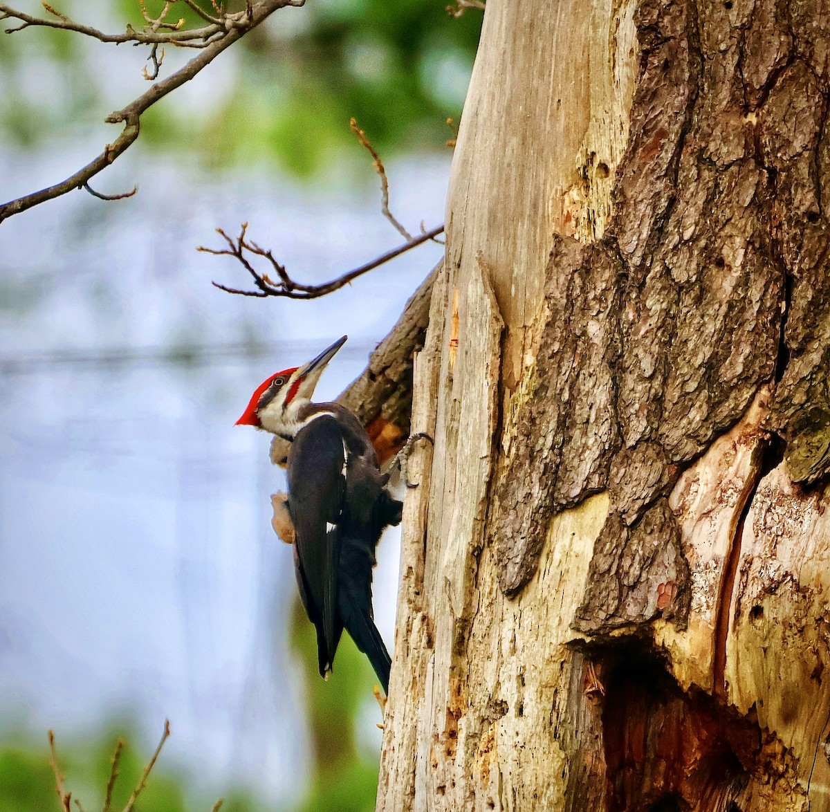 Pileated Woodpecker - ML634412818