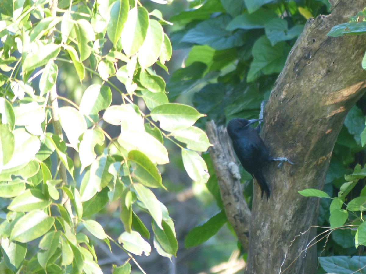 Guadeloupe Woodpecker - ML634412841