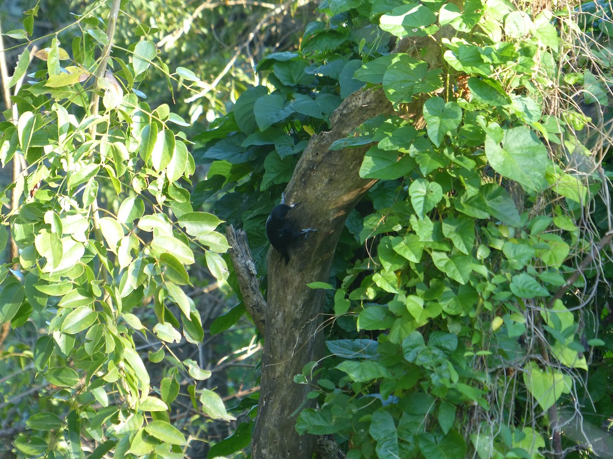 Guadeloupe Woodpecker - ML634412842
