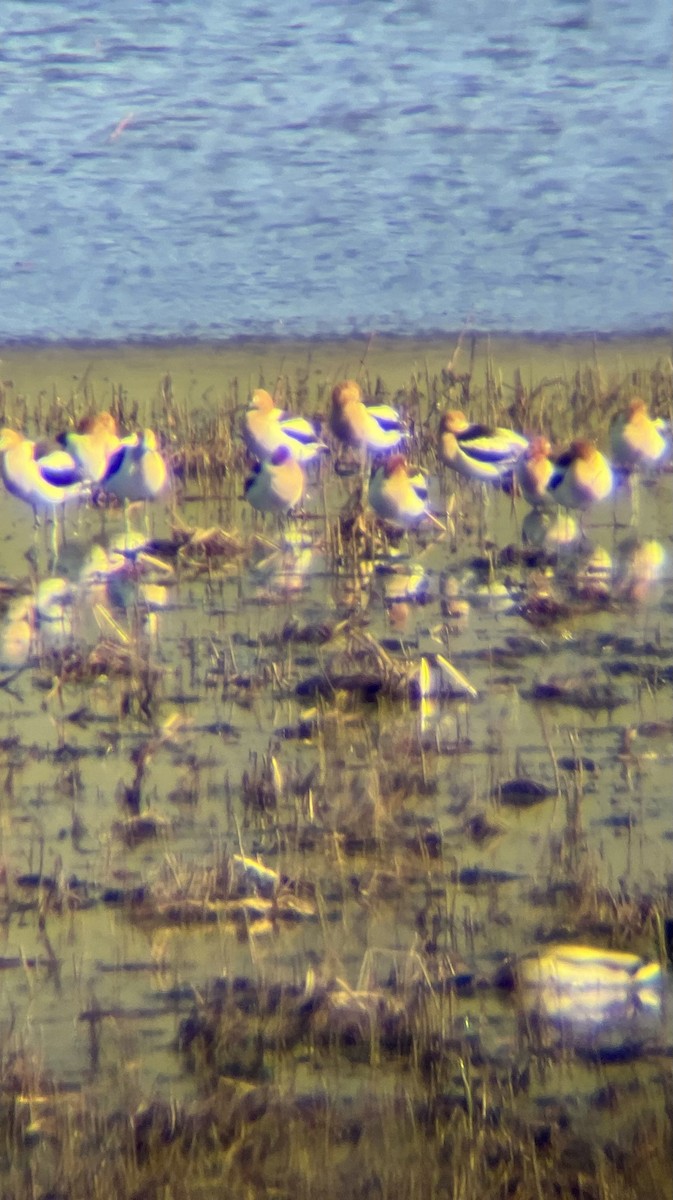 American Avocet - ML634412846