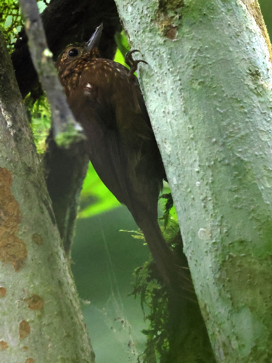 Wedge-billed Woodcreeper (pectoralis Group) - ML634412872