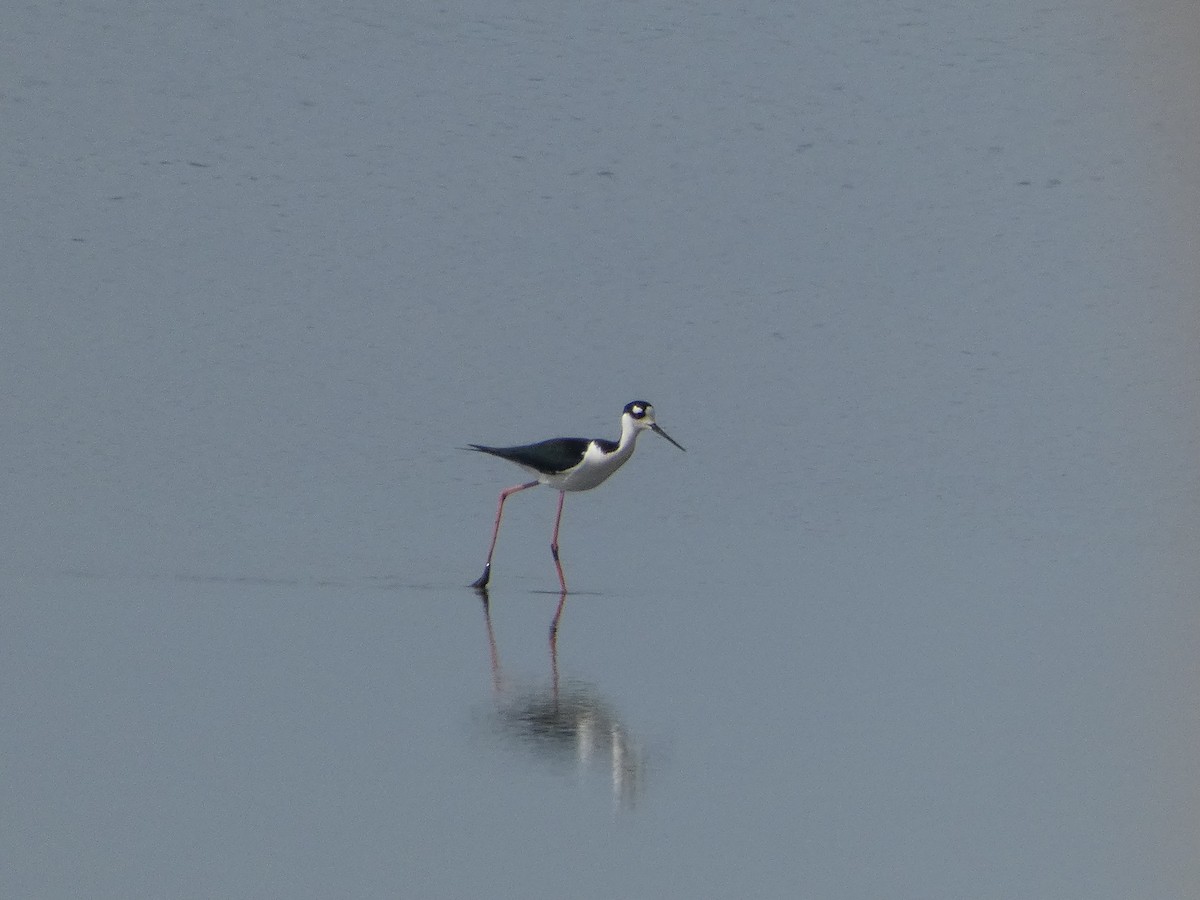 Black-necked Stilt - ML634412924