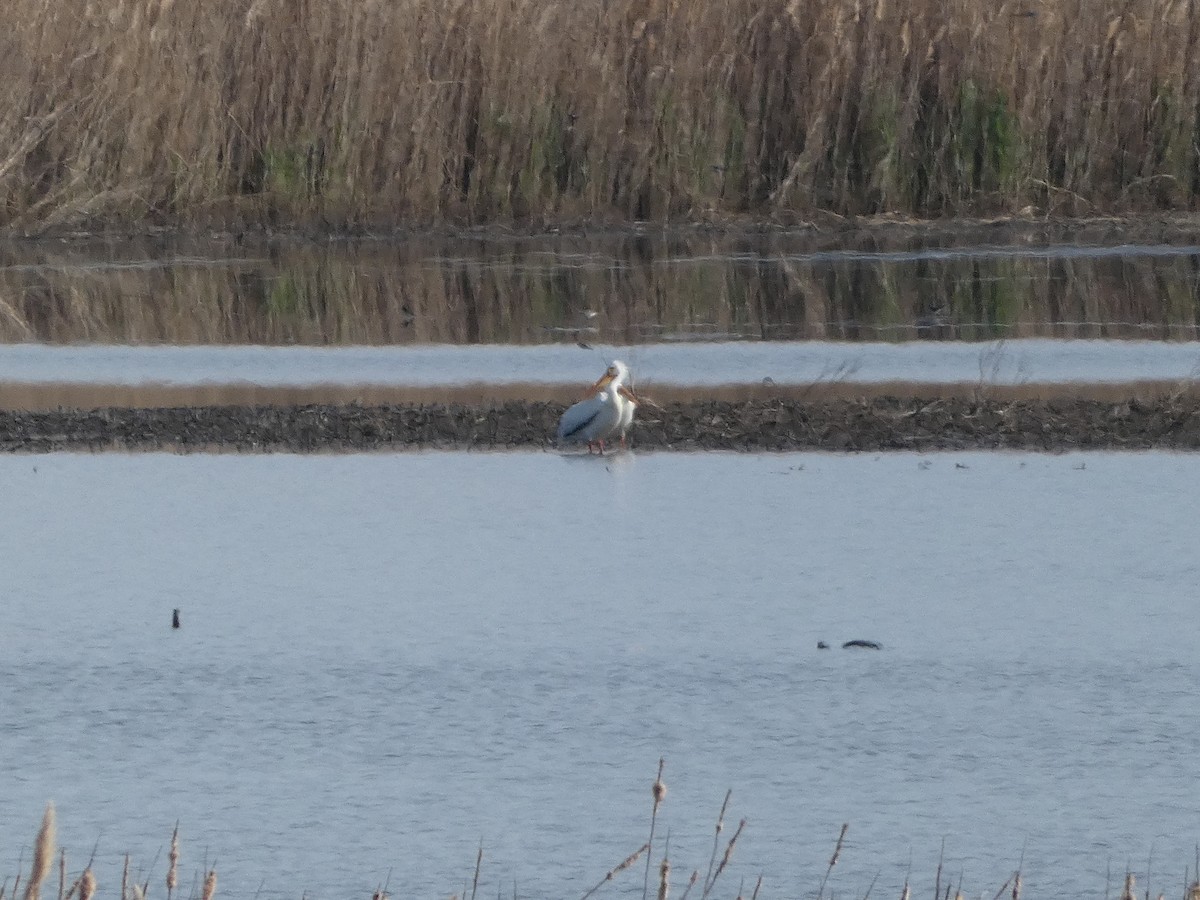 American White Pelican - ML634412936