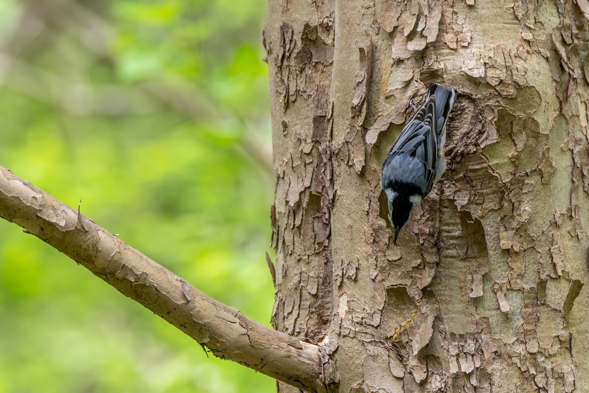 White-breasted Nuthatch - ML634412945
