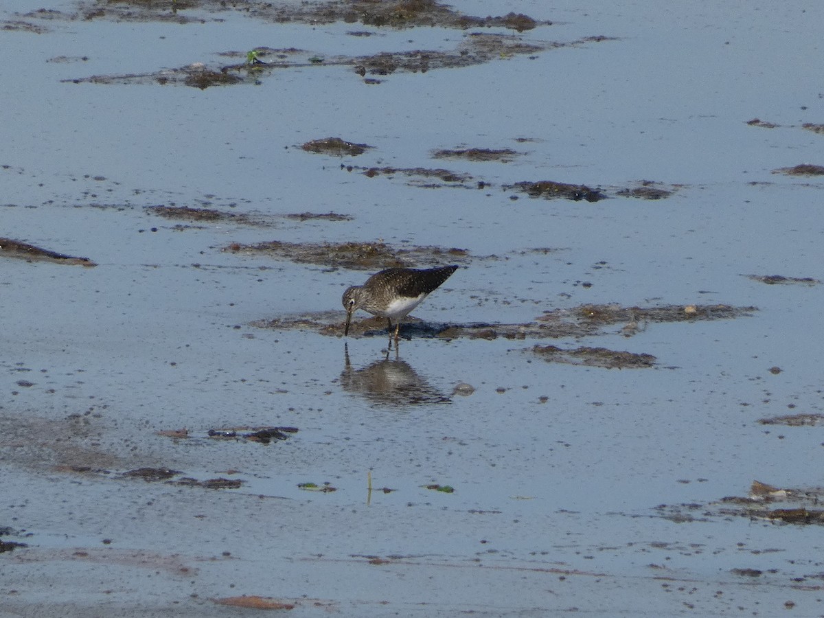 Solitary Sandpiper - ML634412968
