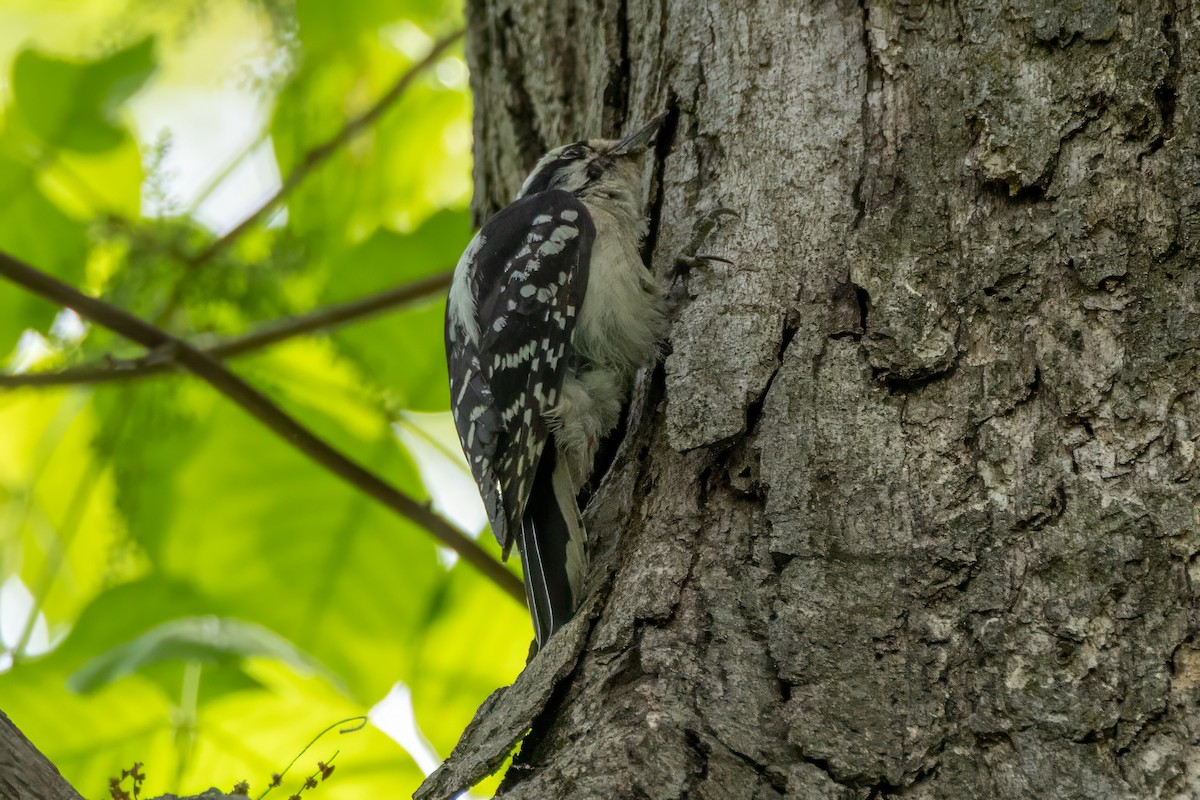 Downy Woodpecker - ML634412978
