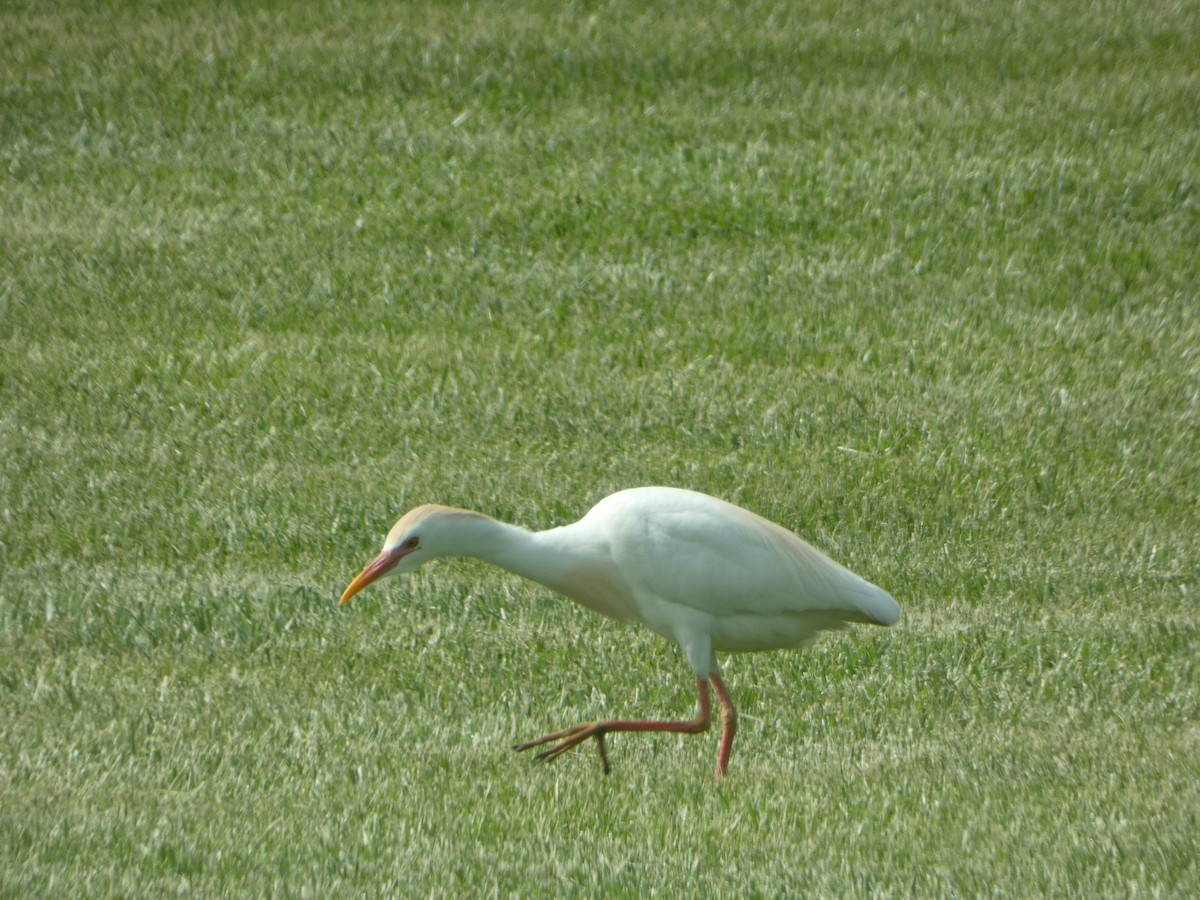 Western Cattle-Egret - ML634413009