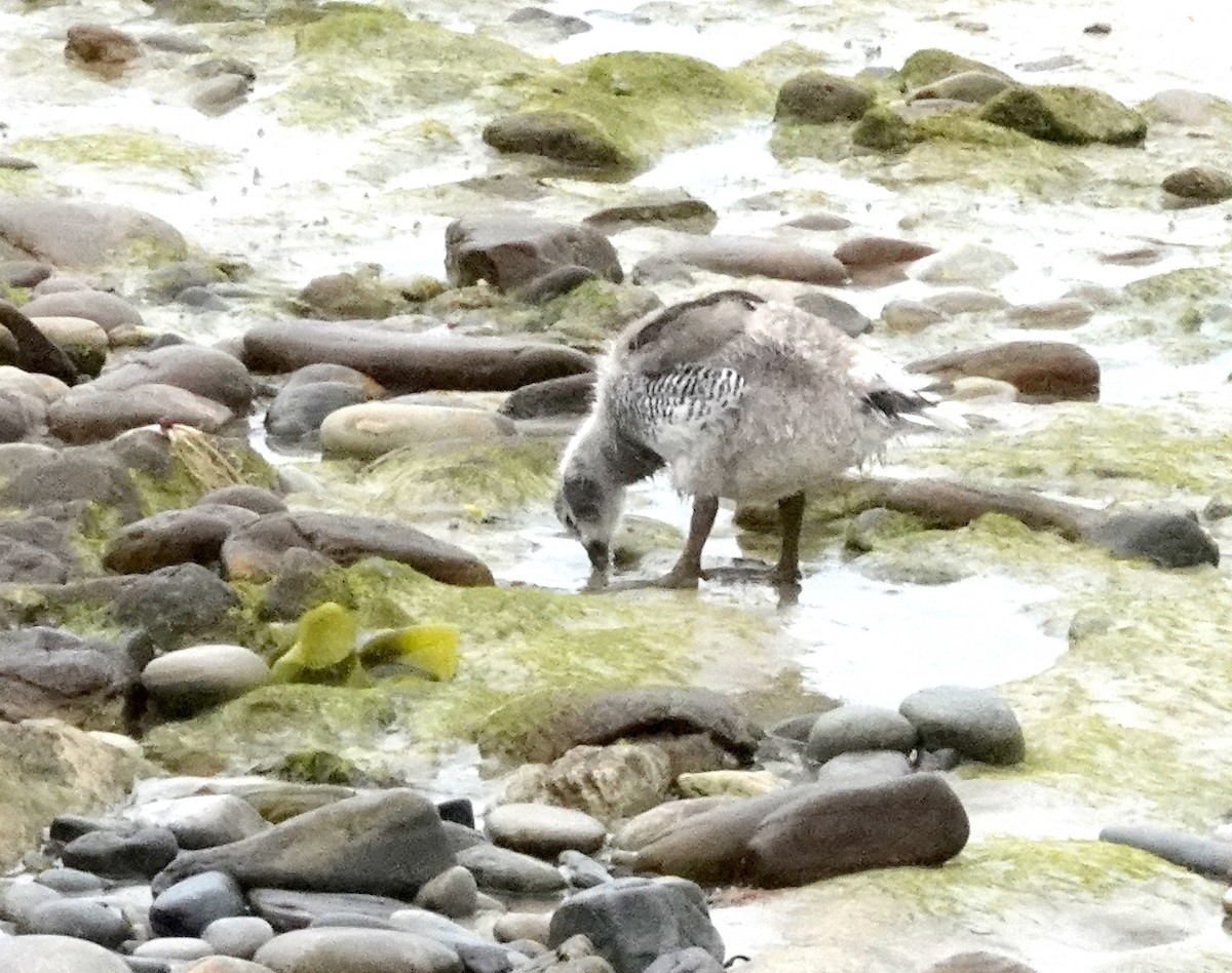 Upland Goose - ML634413080