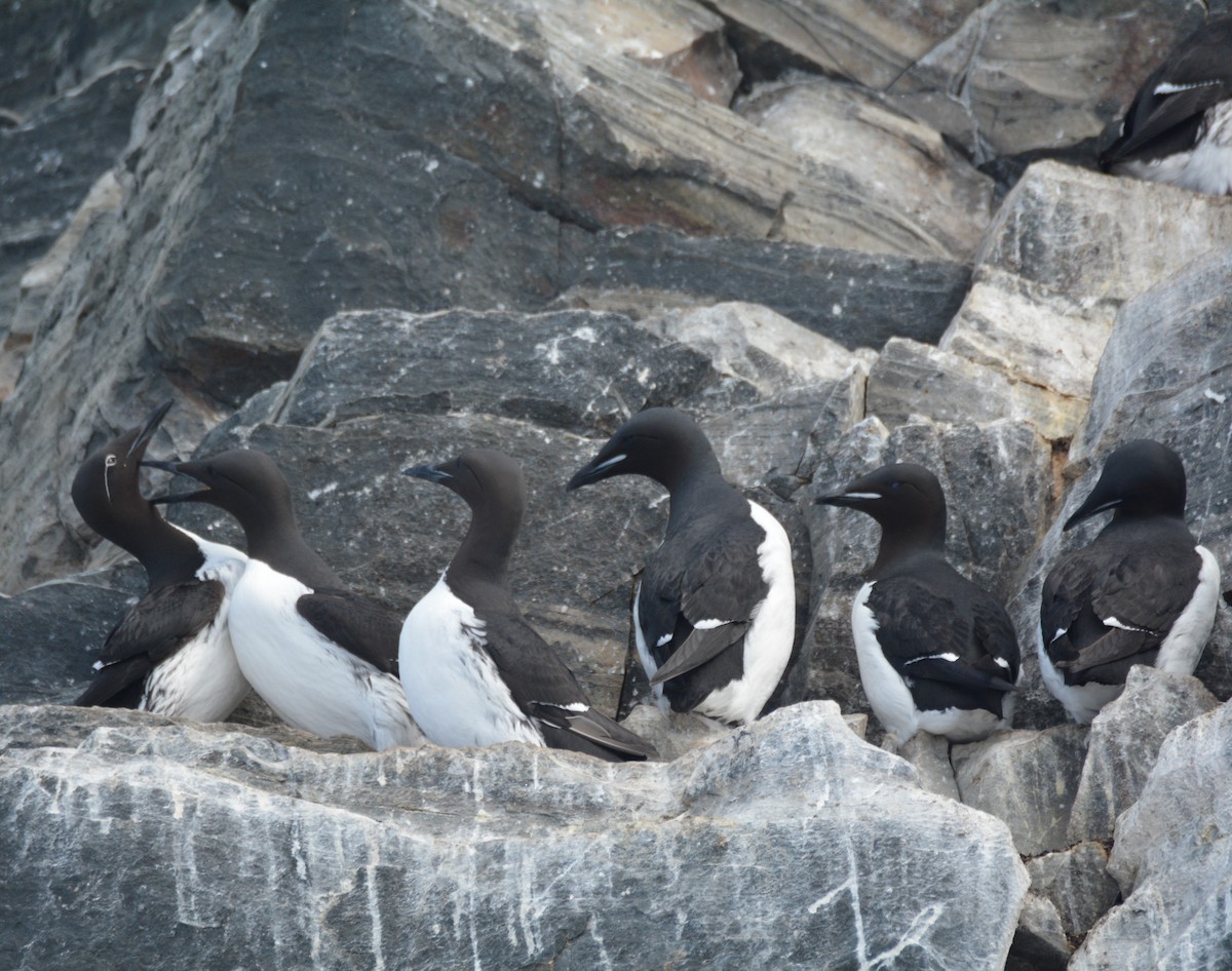 Guillemot de Brünnich - ML634413271