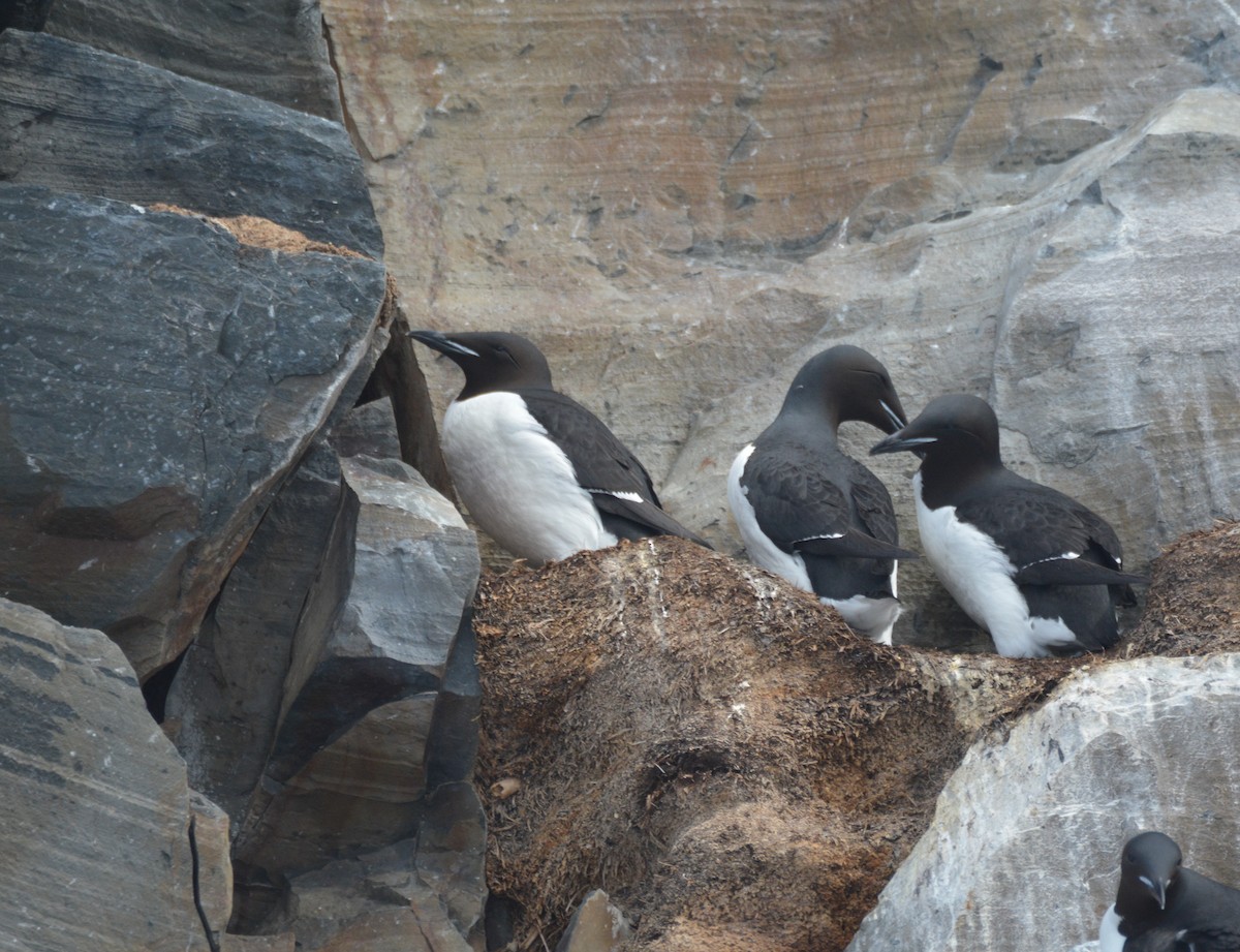 Guillemot de Brünnich - ML634413272