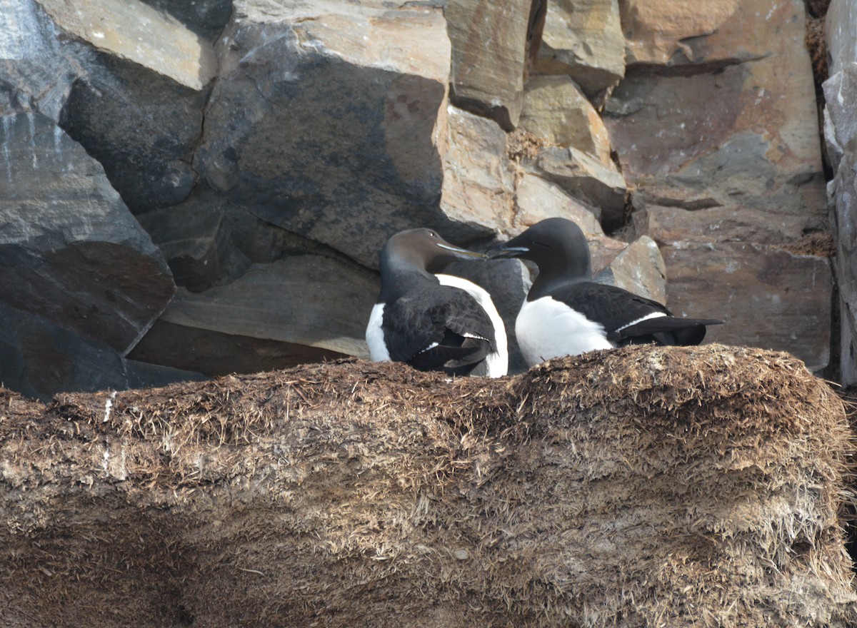 Guillemot de Brünnich - ML634413273