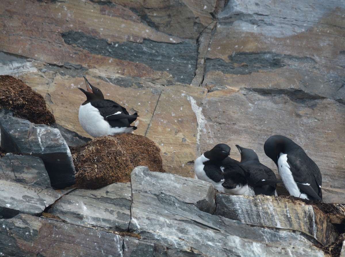 Guillemot de Brünnich - ML634413274