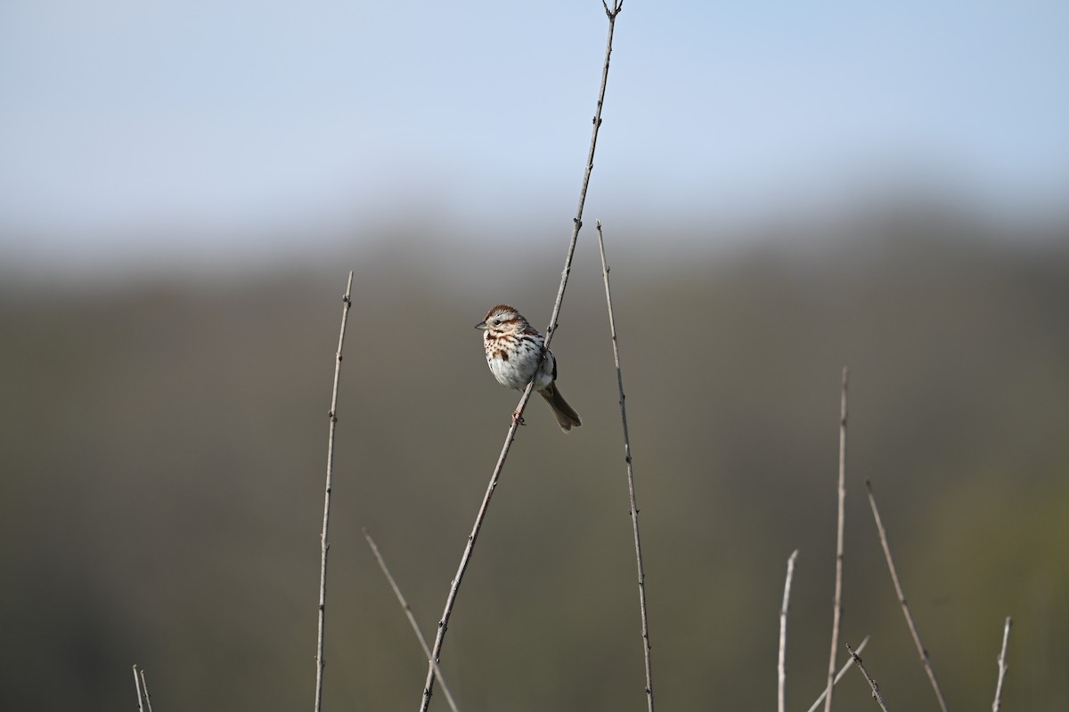 Song Sparrow - ML634413349